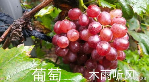 庭院果树种植指南 四步规划，年年享鲜果
