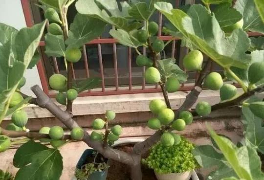 阳台种水果秘籍 3种果树养起来，水果再贵也不怕，想吃就去摘