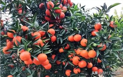 亩产万元不是梦！这几种杂果种植，轻松打开致富路
