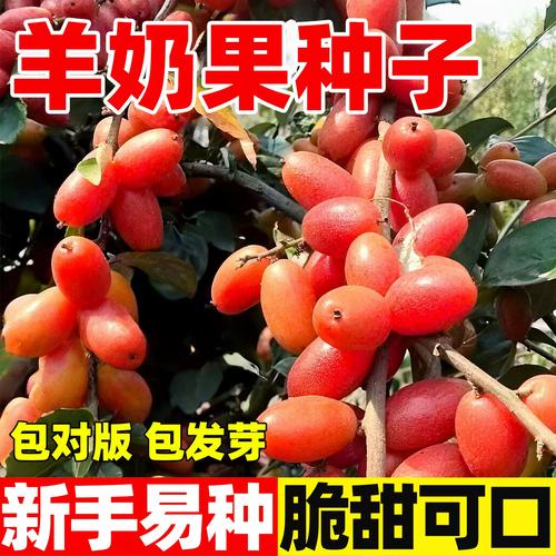 羊奶果种植全攻略 当年结果、耐寒耐热，南北方四季盆栽地栽指南