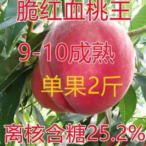 红血桃王桃树苗新品种介绍与种植指南 脆红血桃、离核浓甜，大型果树苗种植要点