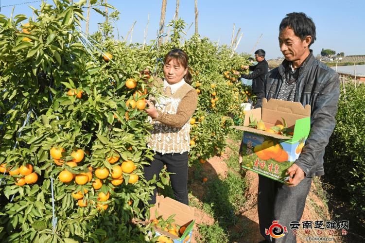 永仁县绿色水果农特产品